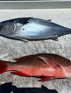 Two freshly caught fish on deck - silver Little Tunny and red Mutton Snapper from fishing trip