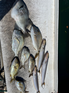 Fresh caught mixed species fish including Grey Triggerfish, White Grunt, and American Eel displayed on boat deck after successful fishing trip