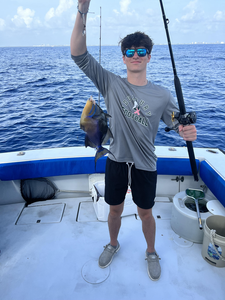Queen triggerfish caught while deep sea fishing on charter boat