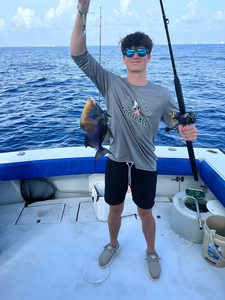 Queen Triggerfish caught during deep sea fishing trip