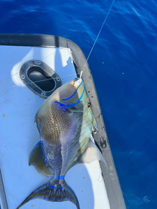 Queen Triggerfish caught and displayed on boat deck during fishing trip
