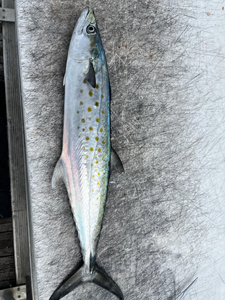 Fresh caught Spanish Mackerel displayed on boat deck after successful fishing trip