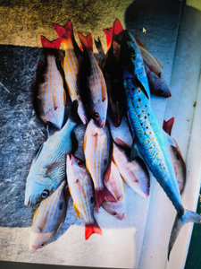 Fresh caught Spanish mackerel and lane snappers displayed on boat deck after successful fishing trip
