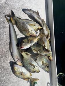 Fresh caught white grunt fish displayed in cooler after successful fishing trip