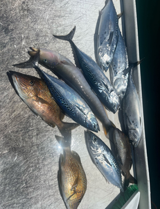 Fresh caught White Grunt and Little Tunny fish displayed on boat deck after successful fishing trip