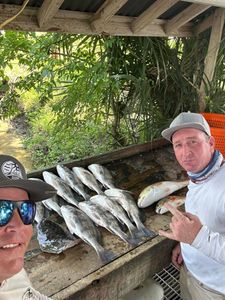 Two black drum fish caught in Saint Bernard