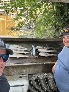 Two small fish caught while fishing in Saint Bernard