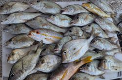 Scup and white grunt fish in Florida waters