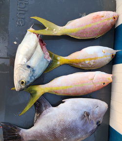 5 grey triggerfish caught while fishing in Key Largo