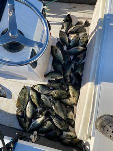 Three crappie fish caught while fishing in FL