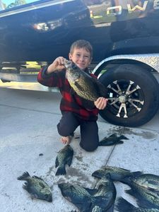 4 crappie caught fishing in Jacksonville