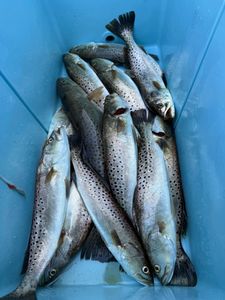 Four spotted weakfish caught in Jacksonville, Florida while fishing