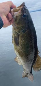 Chasing trophies in Lake Champlain waters