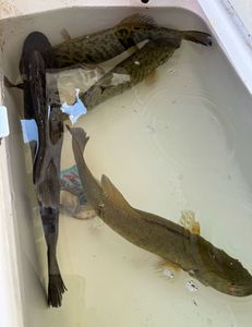 Two anglers fishing in New York