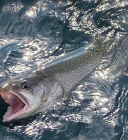 Brook trout fishing in NY