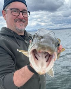 Lake Champlain: Hooking rainbow trout