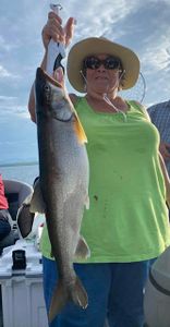 Photograph of a pink salmon, 29 inches long, caught in Peru