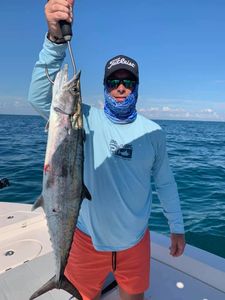 Great Barracuda, 33-inch fish caught while fishing in FL
