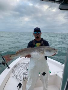 A 37-inch redfish caught by an angler in Cape Canaveral