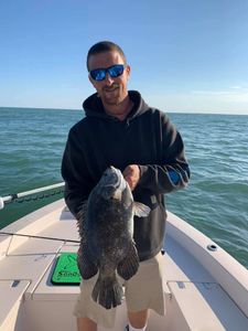 Tripletail fish caught on fishing trip in FL