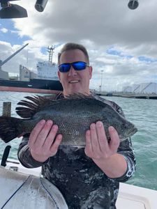 Tripletail fish caught on fishing trip in FL