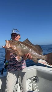 Red grouper catch displayed on fishing boat in Fort Myers FL