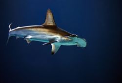 Blacktip shark fishing in Florida City