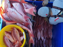 3 fish caught in Niceville