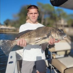 Image of a black drum fish caught in FL