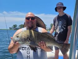 Photo of a black drum fish caught while fishing in FL