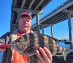 Sheepshead fish caught in FL while fishing