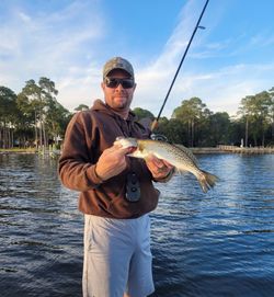Spotted Weakfish caught while fishing in Niceville