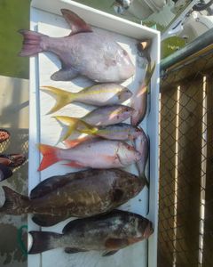 5 black grouper fish caught in Key Largo