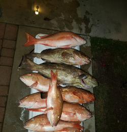 9 fish caught while fishing in FL