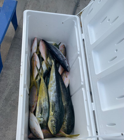Two fish caught while fishing in FL