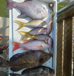 4 fish caught while fishing in FL