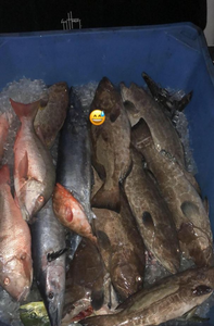 Three fish caught while fishing in FL