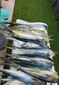 4 fish caught during fishing trip in Key Largo