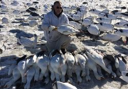 Snow Goose Hunts