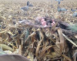 One person hunting in North Rose