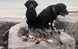 Person hunting in North Rose