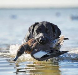 Hunting dog retrieving waterfowl duck from water in Port Mansfield TX