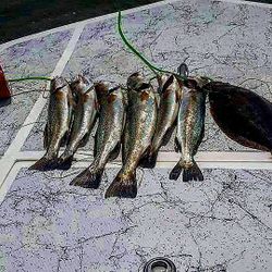 3 fish caught in Port Mansfield, Texas while fishing and hunting