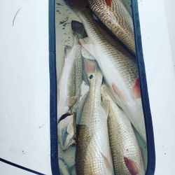 Redfish caught in Port Mansfield, Texas