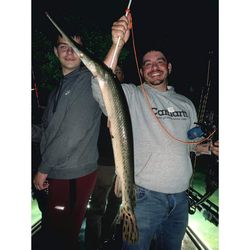Longnose Gar, a large freshwater fish, caught while fishing in Burlington