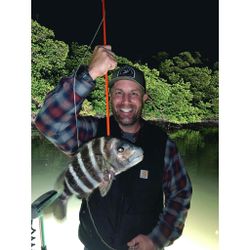 Sheepshead fish caught by a person in Burlington