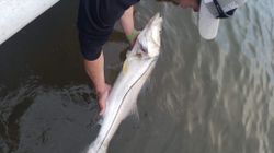 A photo of a fishing trip in Homosassa