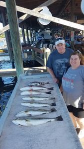 Three big fish caught during a fishing trip in Homosassa