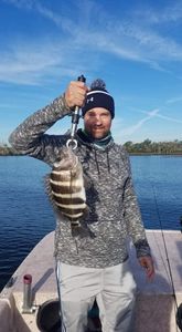 Sheepshead fish caught in Homosassa