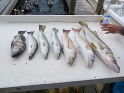 Six black drum and spotted weakfish caught in Florida